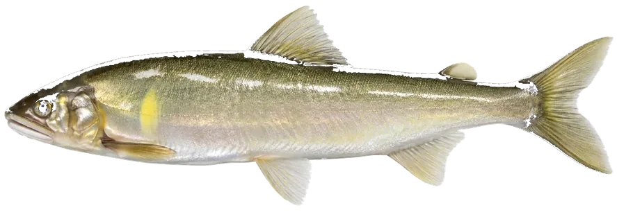 鮎